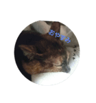 ニャンが好き（個別スタンプ：6）