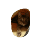 ニャンが好き（個別スタンプ：8）