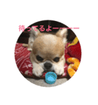 むさしとはな、たまにミミ（個別スタンプ：15）