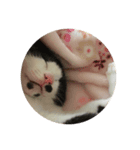 景虎＆虎太朗2（個別スタンプ：6）