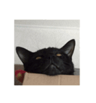 景虎と虎太朗（個別スタンプ：2）