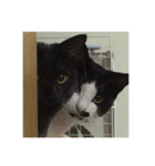 景虎と虎太朗（個別スタンプ：3）
