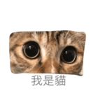 Fi Fi（個別スタンプ：1）