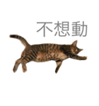 Fi Fi（個別スタンプ：2）