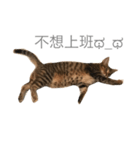 Fi Fi（個別スタンプ：3）