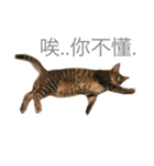 Fi Fi（個別スタンプ：4）