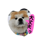 秋田犬こむぎ ②（個別スタンプ：1）