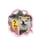 秋田犬こむぎ ②（個別スタンプ：2）