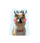秋田犬こむぎ ②（個別スタンプ：3）