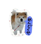 秋田犬こむぎ ②（個別スタンプ：4）