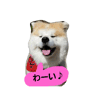 秋田犬こむぎ ②（個別スタンプ：5）