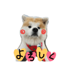 秋田犬こむぎ ②（個別スタンプ：6）