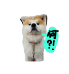 秋田犬こむぎ ②（個別スタンプ：7）