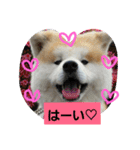 秋田犬こむぎ ②（個別スタンプ：8）