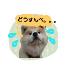 秋田犬こむぎ ②（個別スタンプ：9）