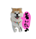 秋田犬こむぎ ②（個別スタンプ：10）