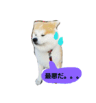 秋田犬こむぎ ②（個別スタンプ：11）