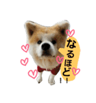 秋田犬こむぎ ②（個別スタンプ：12）