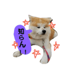 秋田犬こむぎ ②（個別スタンプ：13）