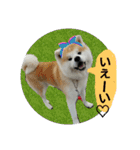 秋田犬こむぎ ②（個別スタンプ：14）