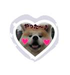 秋田犬こむぎ ②（個別スタンプ：15）