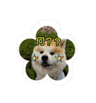 秋田犬こむぎ ②（個別スタンプ：16）