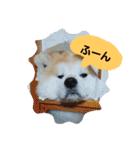 秋田犬こむぎ ②（個別スタンプ：17）