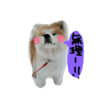 秋田犬こむぎ ②（個別スタンプ：18）