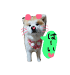 秋田犬こむぎ ②（個別スタンプ：19）
