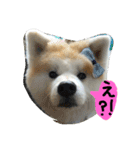 秋田犬こむぎ ②（個別スタンプ：20）