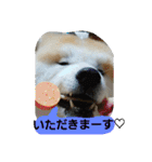 秋田犬こむぎ ②（個別スタンプ：21）