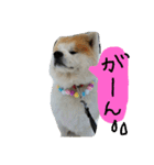 秋田犬こむぎ ②（個別スタンプ：22）