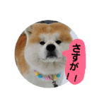 秋田犬こむぎ ②（個別スタンプ：23）