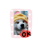 秋田犬こむぎ ②（個別スタンプ：24）