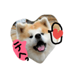 秋田犬こむぎ ②（個別スタンプ：25）