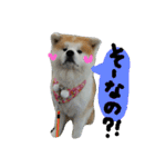 秋田犬こむぎ ②（個別スタンプ：26）