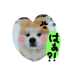 秋田犬こむぎ ②（個別スタンプ：27）