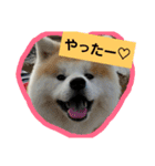 秋田犬こむぎ ②（個別スタンプ：28）