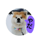 秋田犬こむぎ ②（個別スタンプ：29）