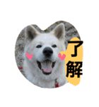 秋田犬こむぎ ②（個別スタンプ：30）