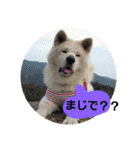 秋田犬こむぎ ②（個別スタンプ：31）