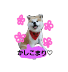 秋田犬こむぎ ②（個別スタンプ：32）