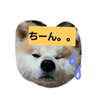 秋田犬こむぎ ②（個別スタンプ：33）