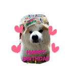 秋田犬こむぎ ②（個別スタンプ：34）