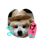秋田犬こむぎ ②（個別スタンプ：35）