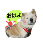 秋田犬こむぎ ②（個別スタンプ：36）