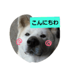秋田犬こむぎ ②（個別スタンプ：37）