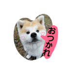 秋田犬こむぎ ②（個別スタンプ：38）