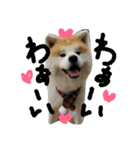 秋田犬こむぎ ②（個別スタンプ：39）