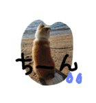 秋田犬こむぎ ②（個別スタンプ：40）
